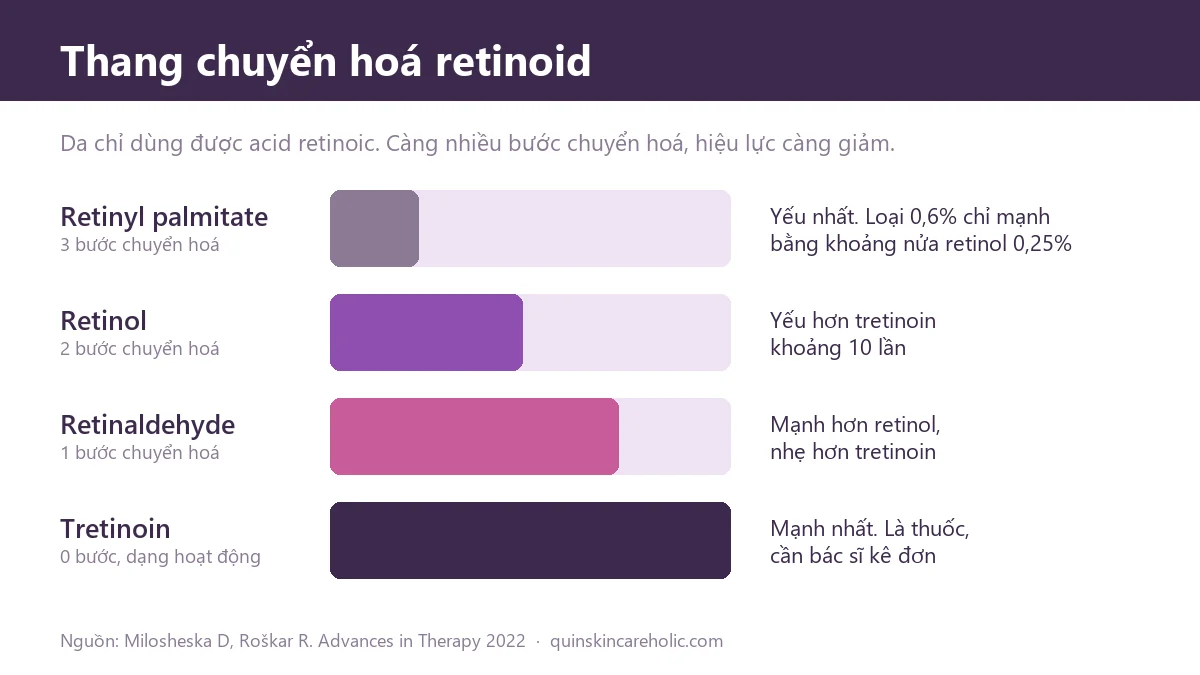 Sơ đồ thang chuyển hoá retinoid: retinyl palmitate, retinol, retinaldehyde, tretinoin và hiệu lực tương đối